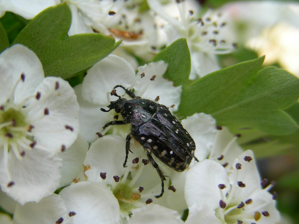 Tropinota sp.